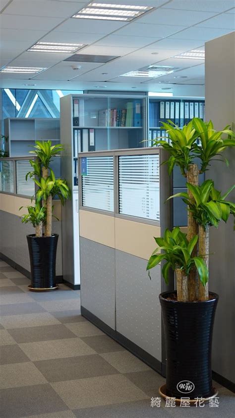 辦公室 植物 借錢